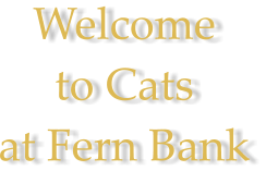 Welcome  to Cats  at Fern Bank